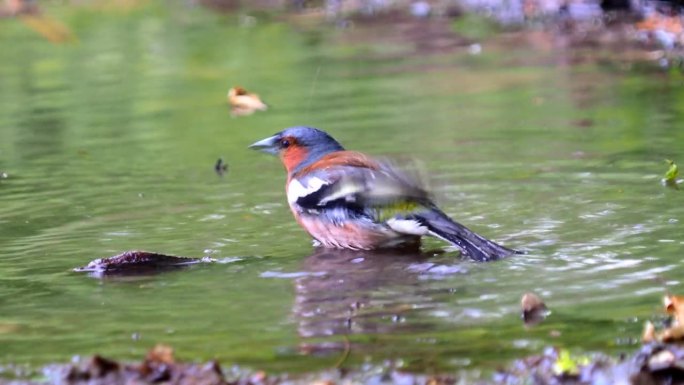 在美丽的森林背景声中，苍头燕雀在水中玩耍