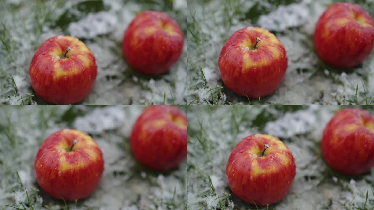 高角度手持拍摄的新鲜苹果在积雪覆盖的田野