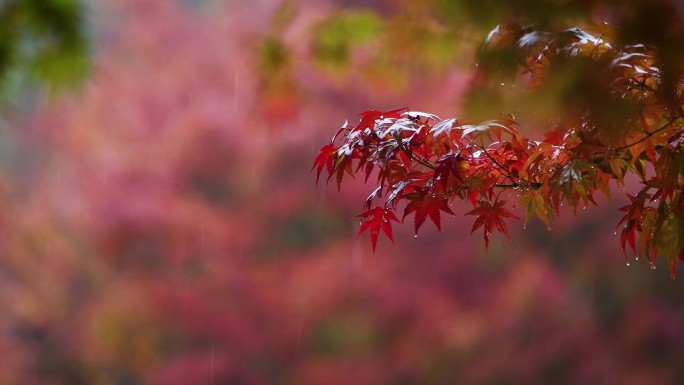 雨点落在红红的枫叶上，雨点落下，舒适的雨声和美丽的秋景，ASMR