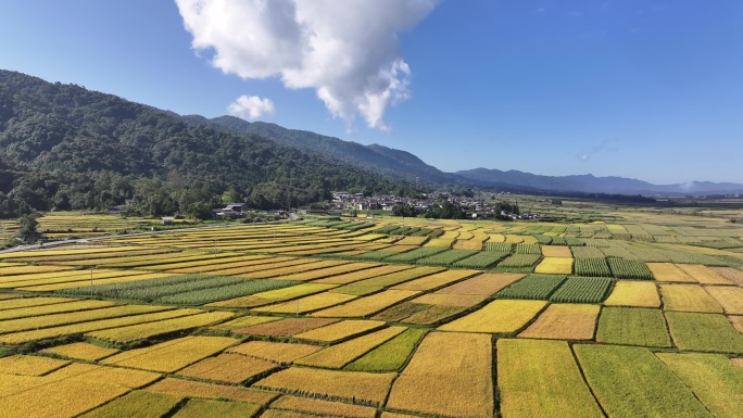 黄色稻田与绿色玉米地