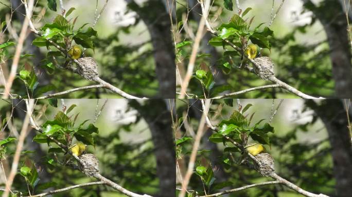 这只可爱的小黄鸟正在检查鸟巢的情况