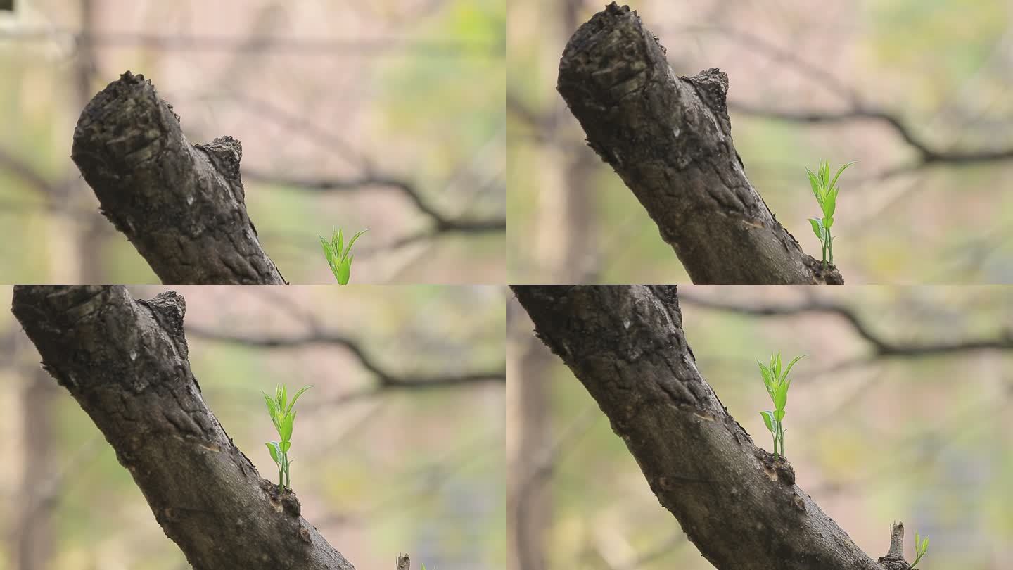 枯树发新芽