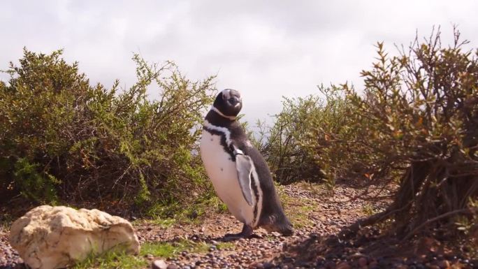 麦哲伦企鹅站在灌木丛之间，环顾四周，巴塔哥尼亚的punta tombo