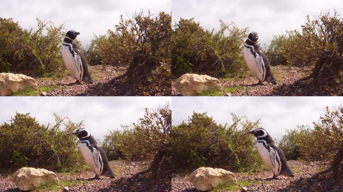 麦哲伦企鹅站在灌木丛之间，环顾四周，巴塔哥尼亚的punta tombo