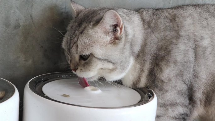 一只可爱的白灰黑相间的英国短毛猫正在喝水。