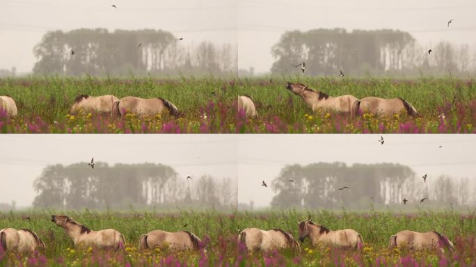 一匹野马在空气中嗅来嗅去，燕子围着它们团团转——慢动作
