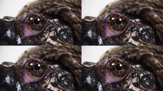 一只鳄龟的眼球特写
