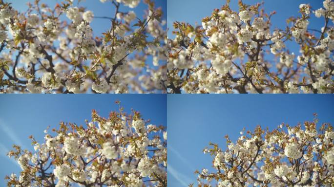 蓝天下，树上盛开着白色的樱花