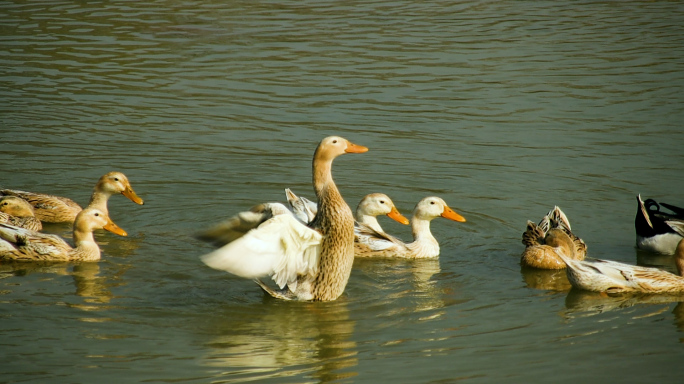 鸭子在河水里玩耍游来游去振翅戏水慢动作