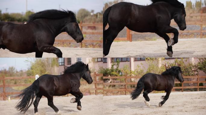 黑马在户外竞技场上奔跑，慢动作