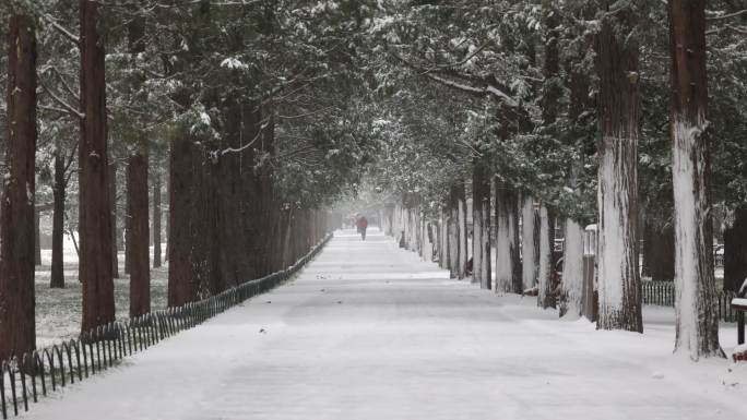 正在下雪的林间道路