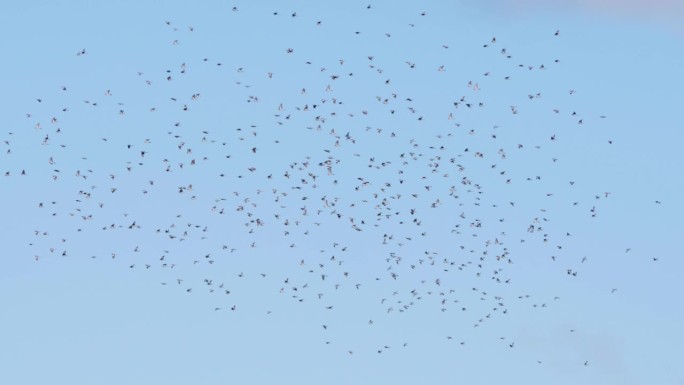 一群雨燕在湛蓝晴朗的天空中高飞。一群黑椋鸟(Sturnus Vulgaris)在天空中飞翔，聚集了天