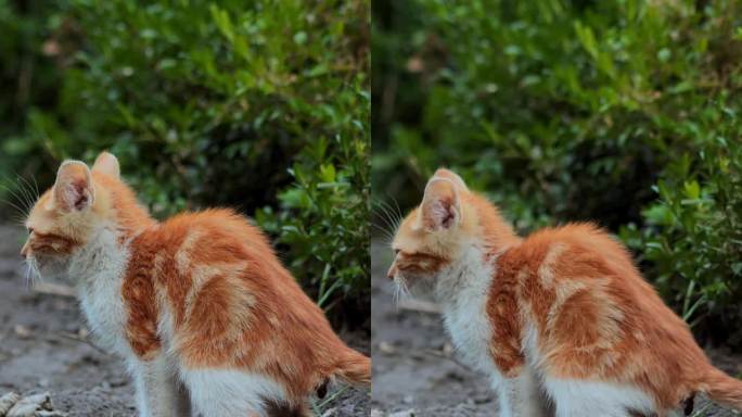 姜色斑纹小猫咪又尿又拉。猫用爪子埋便便。教小猫宠物直立行走和排便