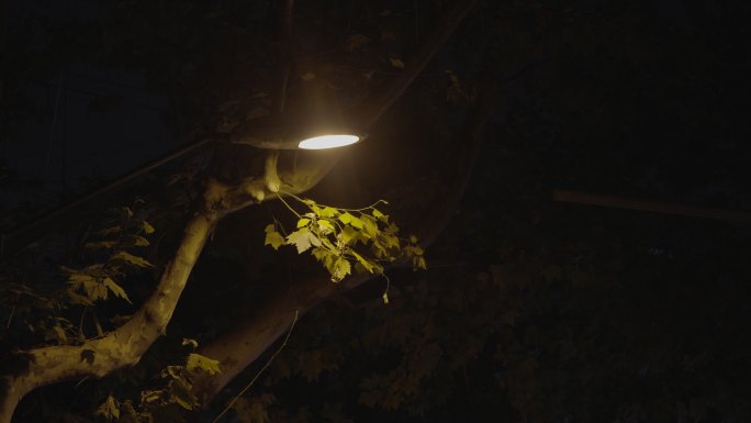 夜景路灯树叶情绪氛围空镜