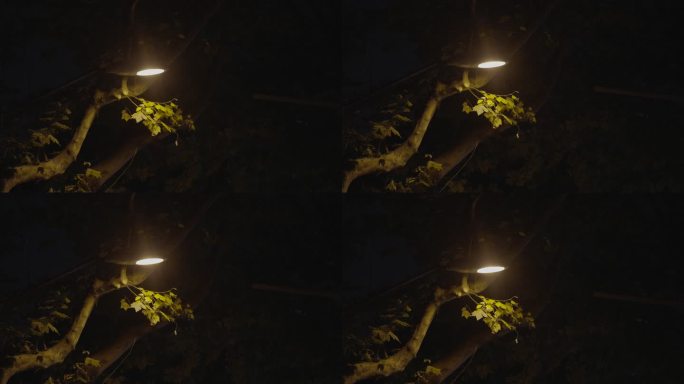 夜景路灯树叶情绪氛围空镜