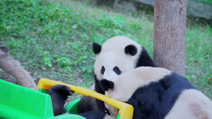 大熊猫打架