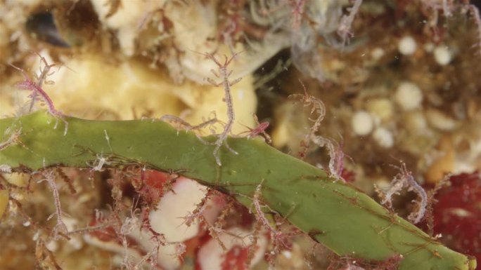 附在水藻上的甲壳虾群，片足目。杂食性，以硅藻、碎屑、原生动物和甲壳类动物的幼虫为食。白海