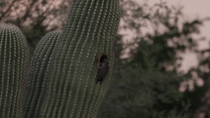 吉拉啄木鸟巢，亚利桑那州