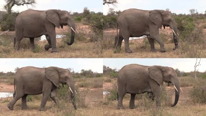 一头受伤的大象一瘸一拐地走过。
