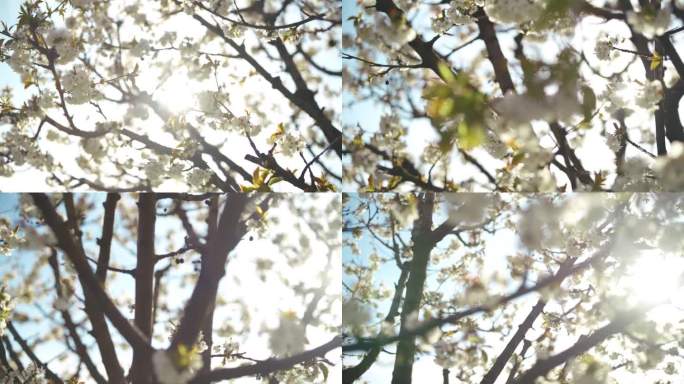 白色的樱花在阳光明媚的天空下长在树上