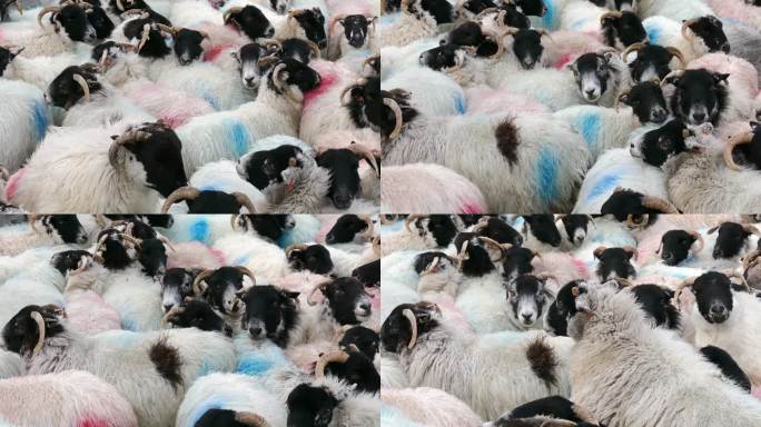 羊群挤在一起，人群，追随者的概念