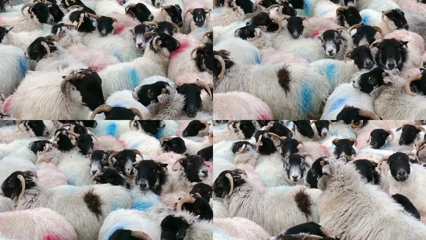 羊群挤在一起，人群，追随者的概念