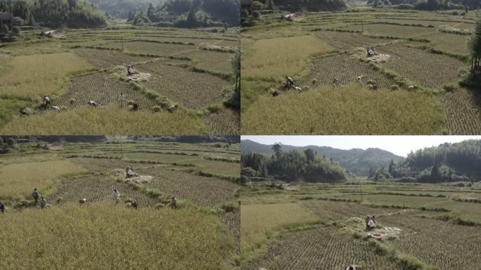 收割水稻航拍 收割 台湾水稻 割稻子