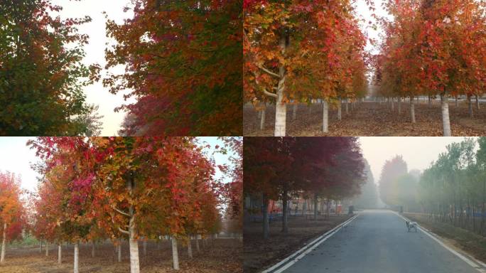 早晨红枫林 光线透过树梢 雾色中的红枫林