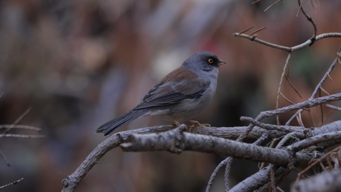 黄眼Junco，亚利桑那州