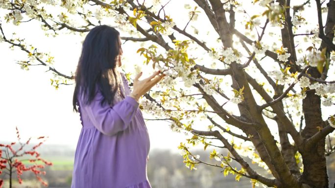 穿着紫色连衣裙的孕妇在阳光明媚的果园里闻着樱花