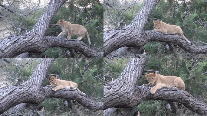 一只小狮子栖息在树桩上，休息并磨利爪。