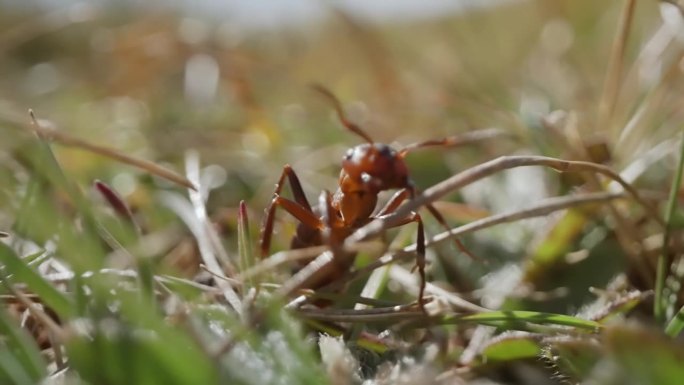 蚂蚁在它的栖息地里跑得很快