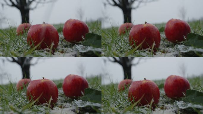 降雪中田间新鲜苹果的特写镜头