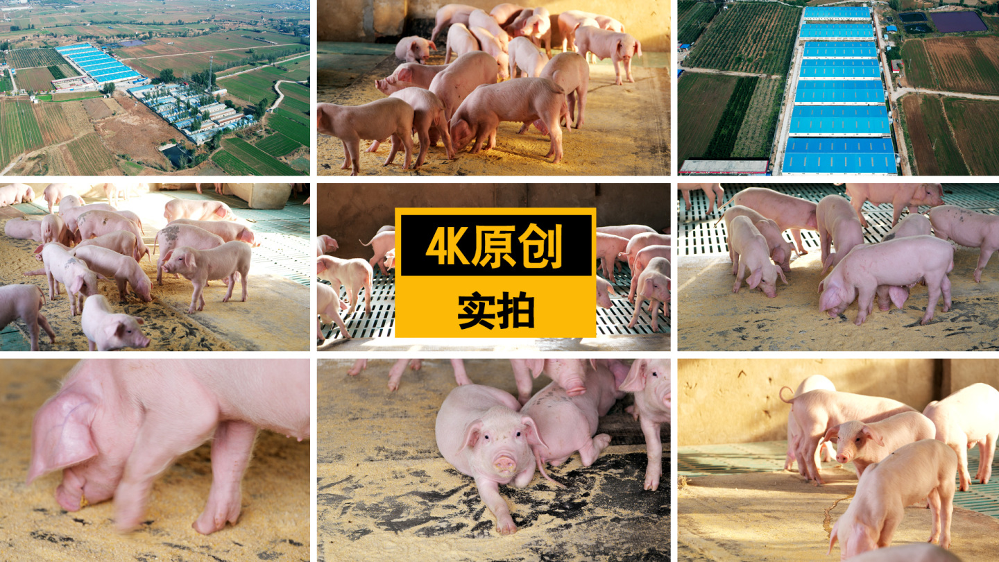 【4K原创】小猪仔猪养猪场在吃食物的猪