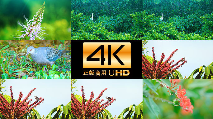 生态自然森林湿地生物多样性系统4K