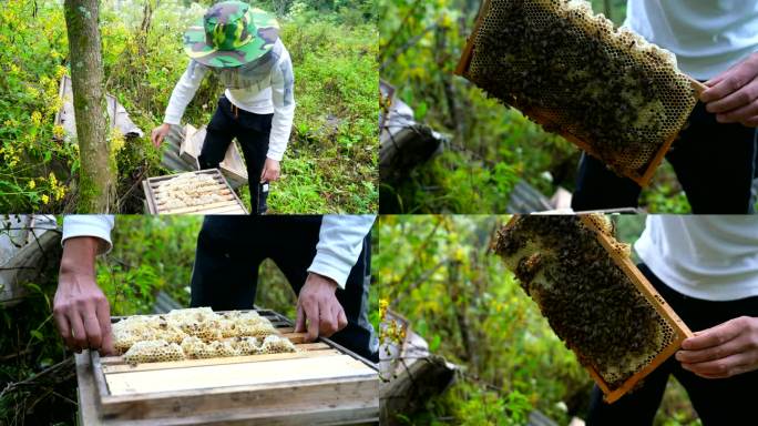 中蜂养殖蜂桶蜂蜜展示