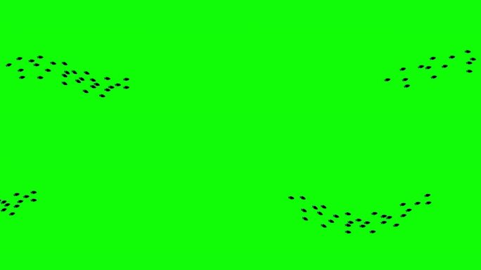 鱼群，绿屏Chromakey。4K动画。
