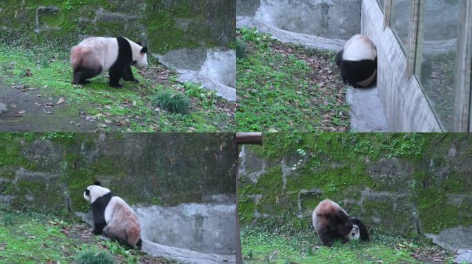 大熊猫翻滚