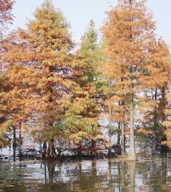 竖屏镇江水杉林秋季湿地水流清澈