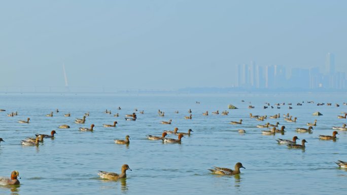 深圳湾人与自然和谐