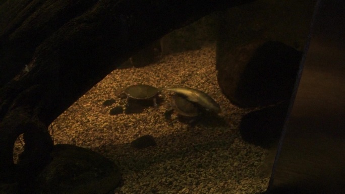两只乌龟在吃一条鱼