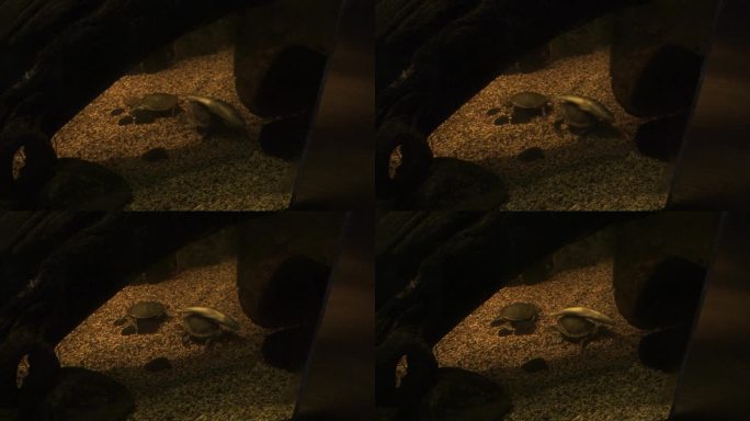 两只乌龟在吃一条鱼