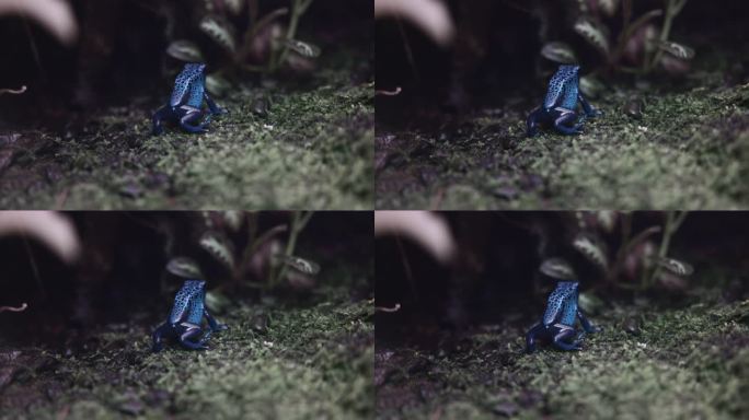 蓝毒镖蛙