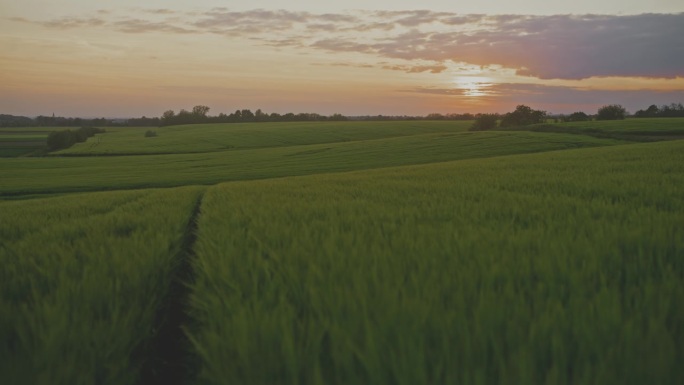 日出时的绿色春小麦