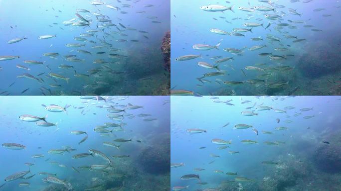 一群热带银鱼在红海里潜水