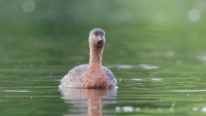 新西兰Dabchick近距离慢镜头在池塘里游泳，然后抖掉羽毛上的水