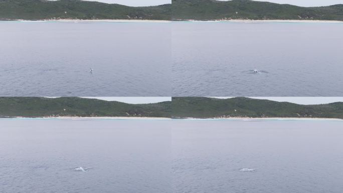 一群鲸鱼在西澳大利亚的海岸线附近玩耍