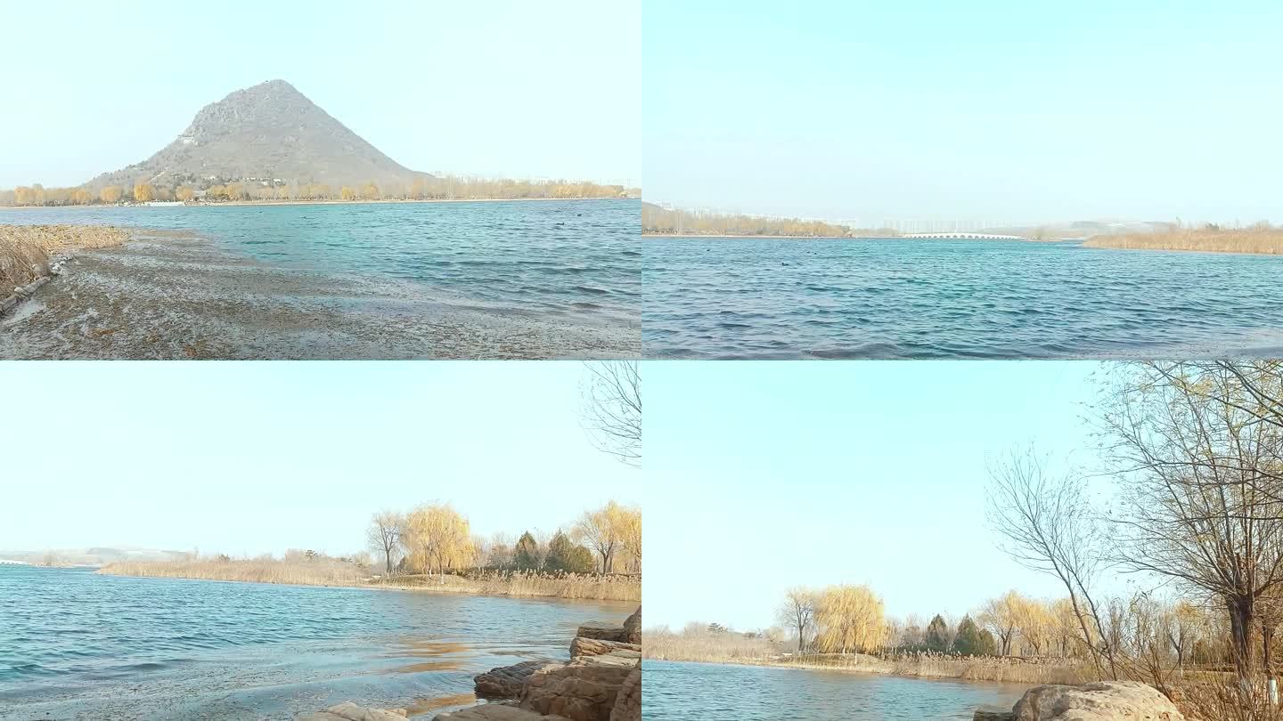 华山湖鹊华秋色湖边环绕湖边随风飘动的柳树