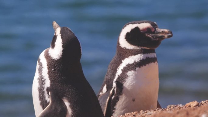 两只麦哲伦企鹅站在悬崖上晒太阳，闭上眼睛摇着头