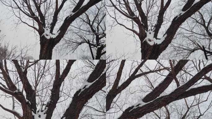 下雪后大树背景